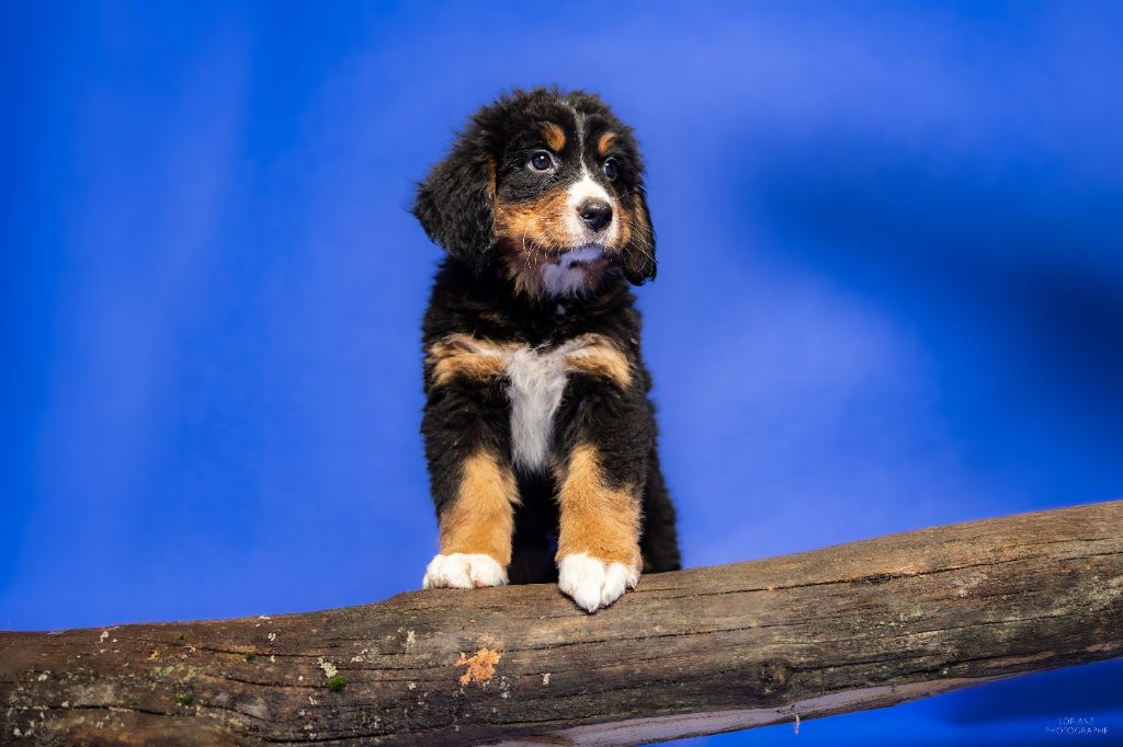 de la Lumière d'Eden - Chiot disponible  - Bouvier Bernois