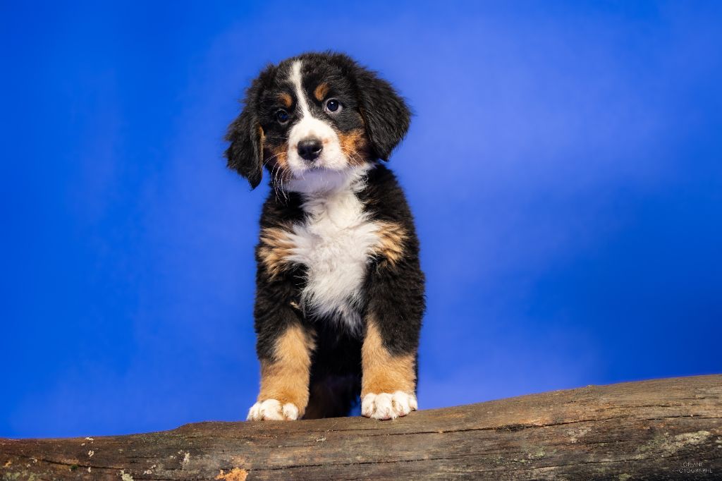 de la Lumière d'Eden - Chiot disponible  - Bouvier Bernois