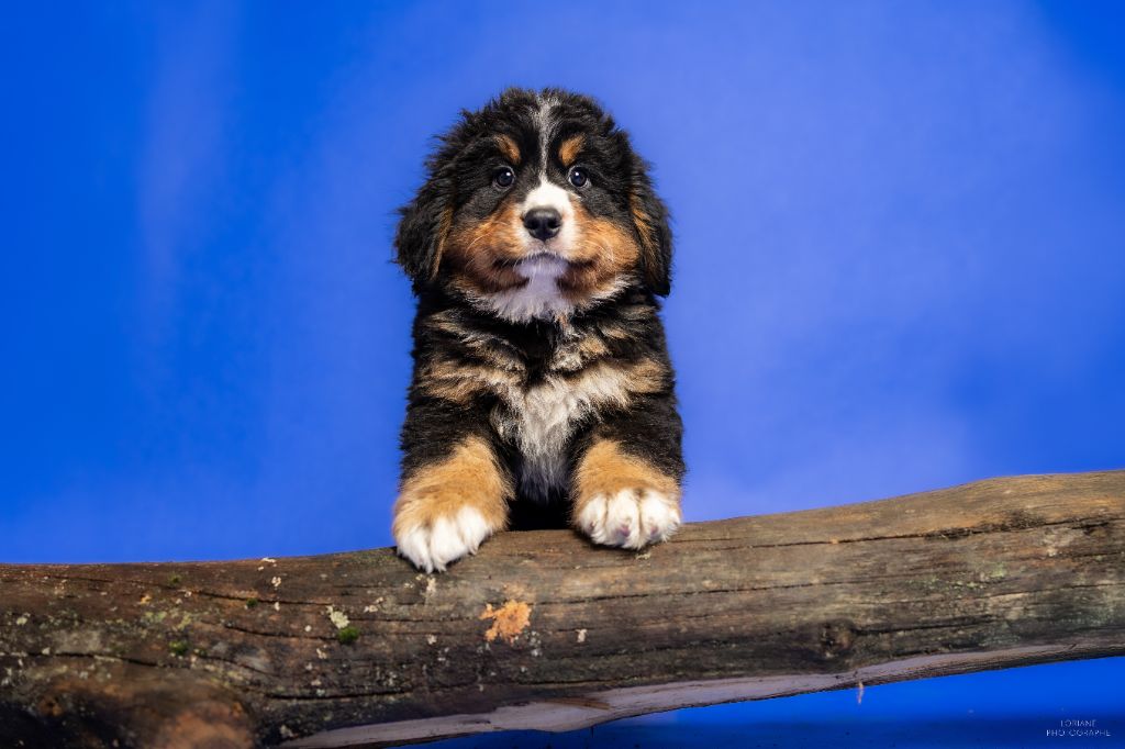 de la Lumière d'Eden - Chiot disponible  - Bouvier Bernois