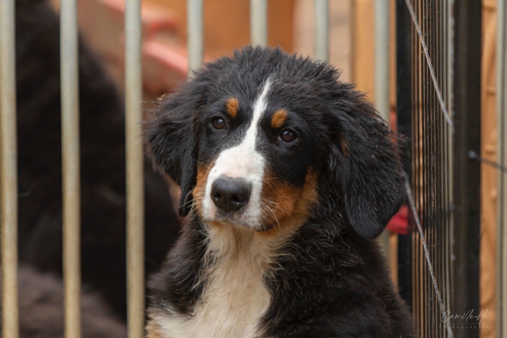 de la Lumière d'Eden - Chiot disponible  - Bouvier Bernois