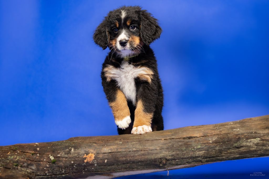 de la Lumière d'Eden - Chiot disponible  - Bouvier Bernois