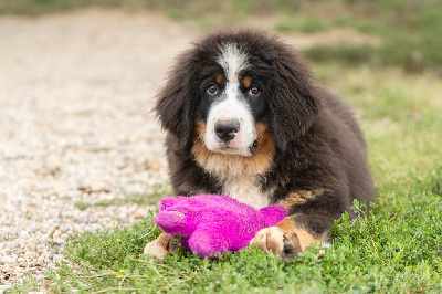 CHIOT mâle Sans collier