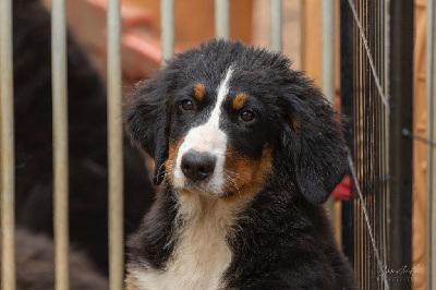 CHIOT Femelle sans collier