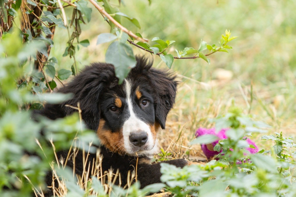 de la Lumière d'Eden - Chiot disponible  - Bouvier Bernois