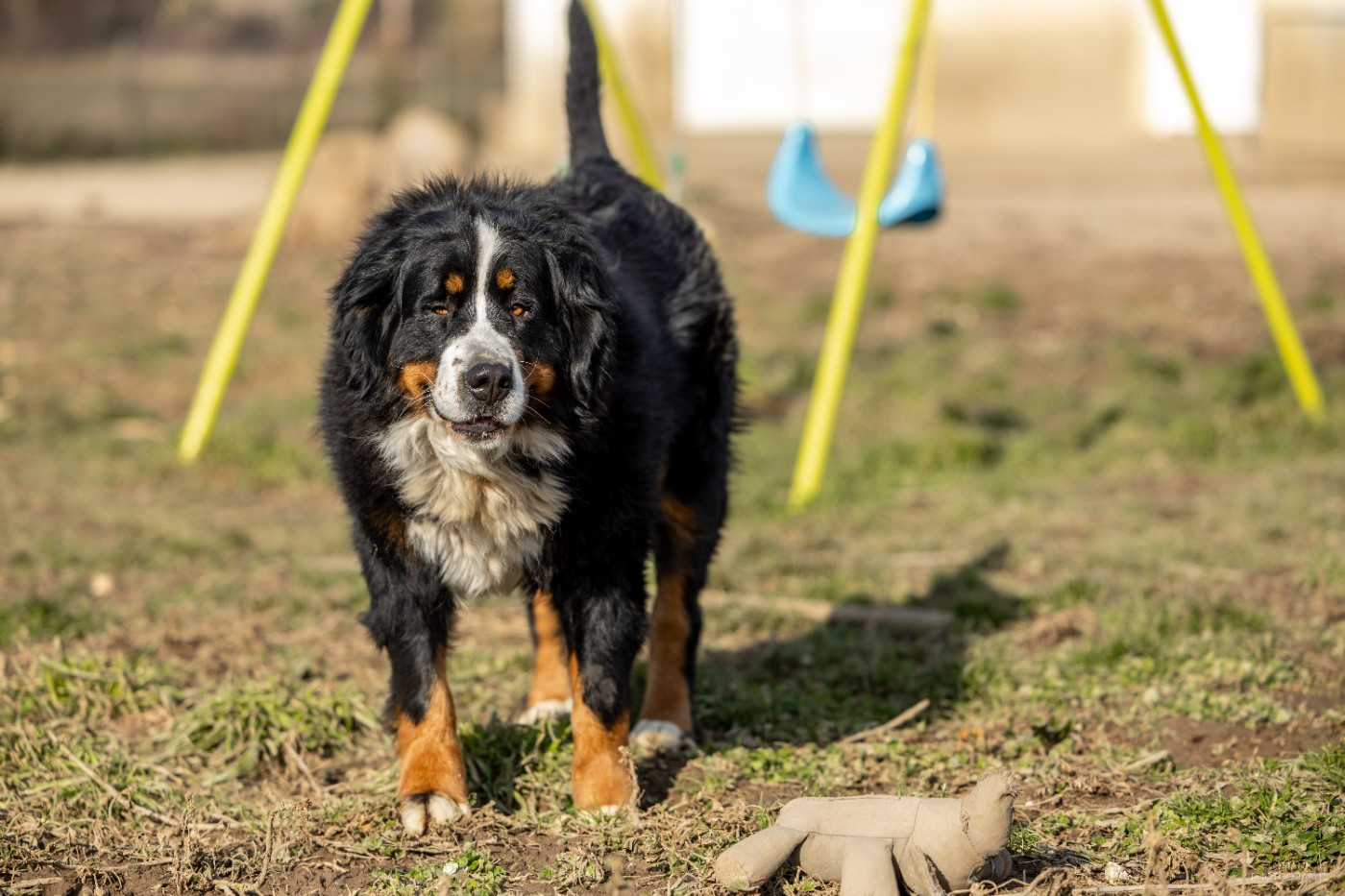 Zea Zaphira carallsa