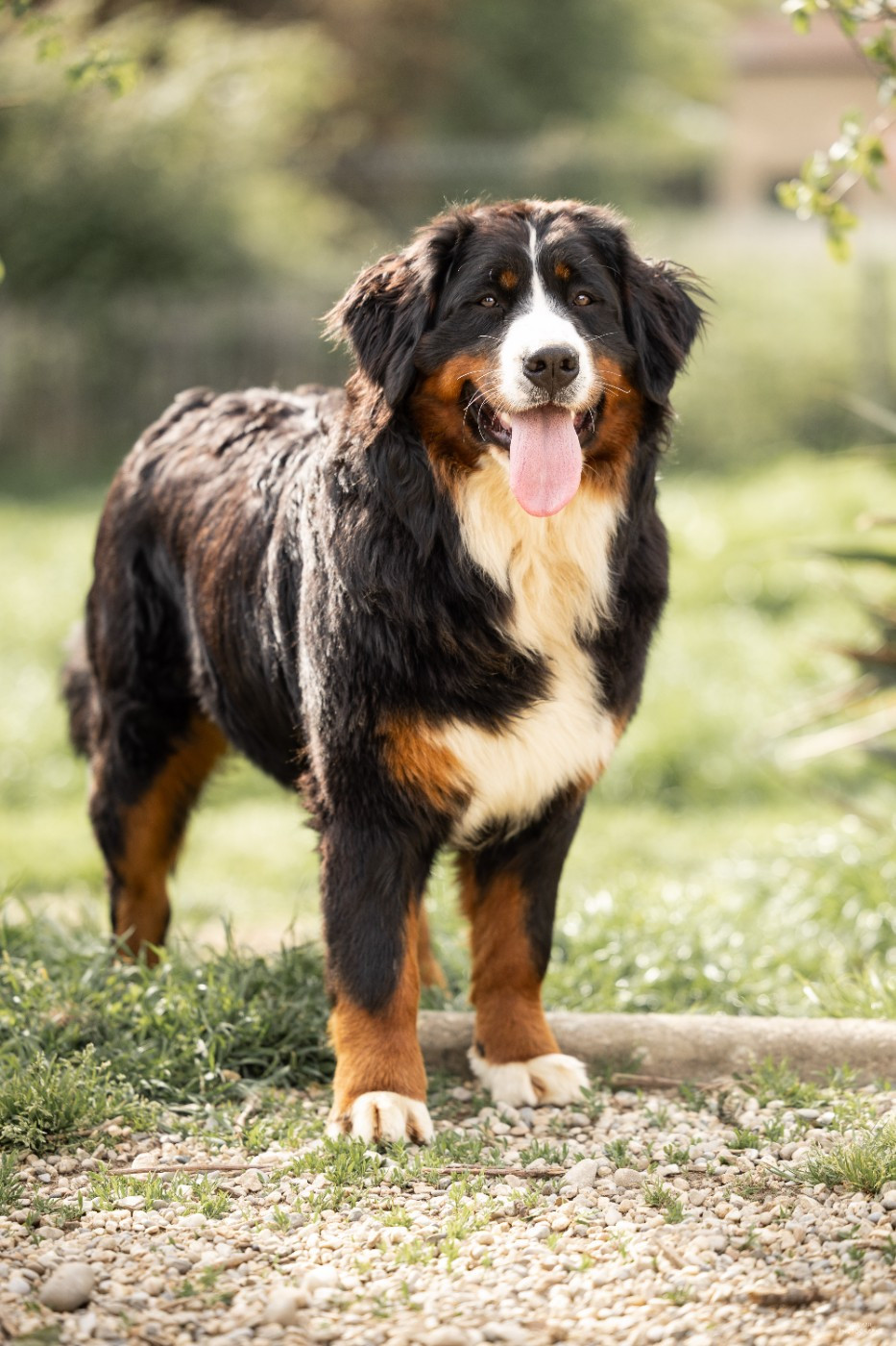 VERY SIMPLE LIFE "Victoire" de la Lumière d'Eden