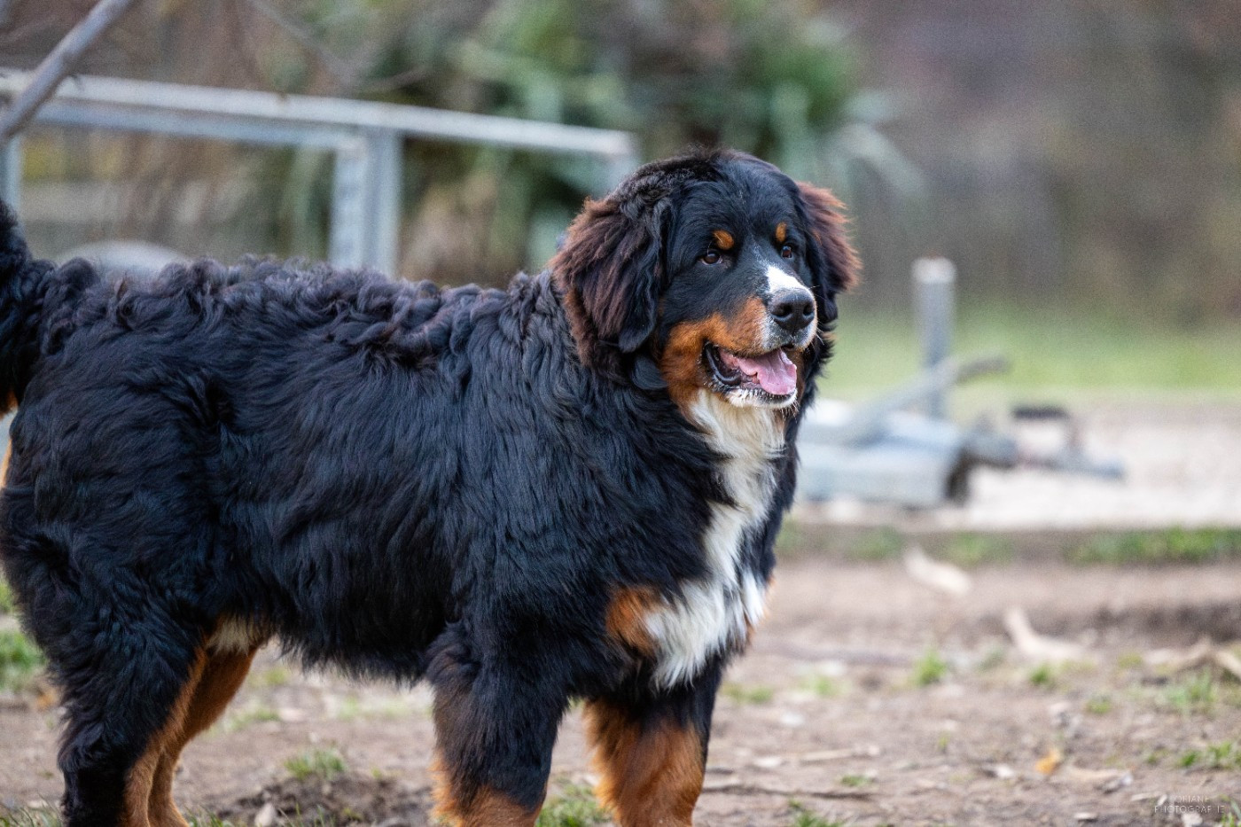 VOLT de la Lumière d'Eden