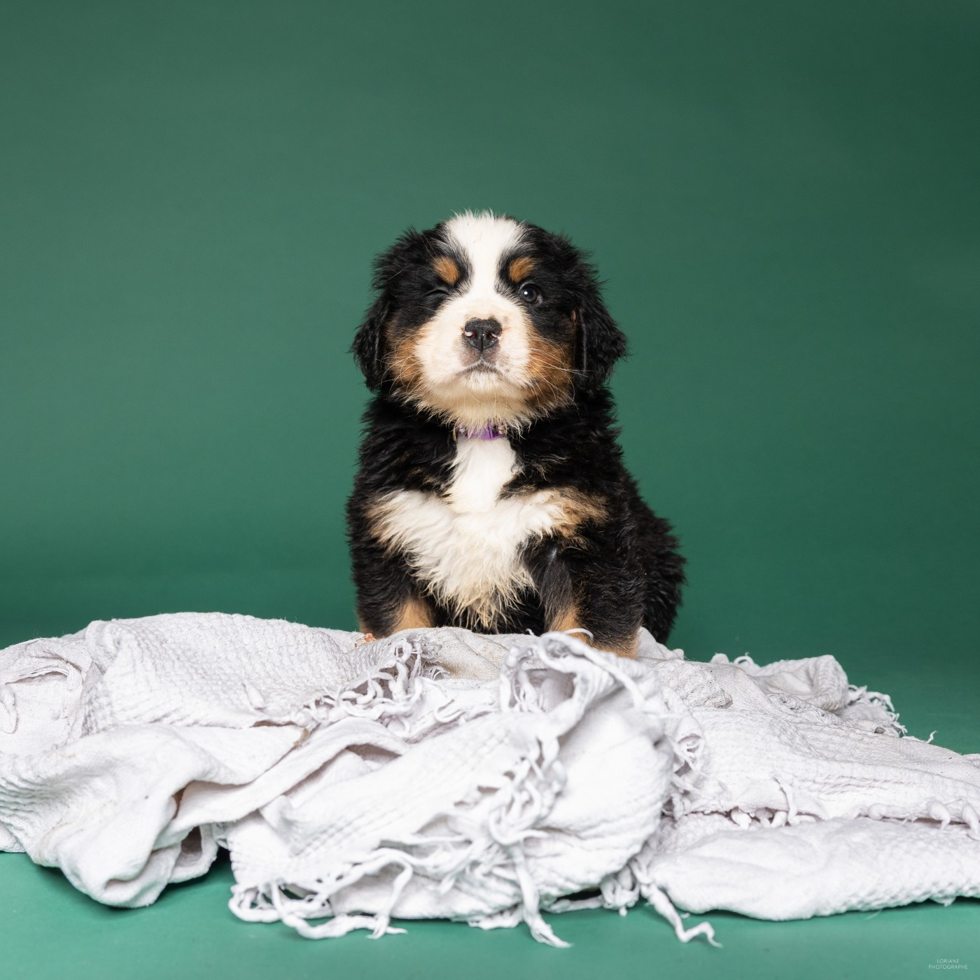 de la Lumière d'Eden - Des bébés disponibles début février 2026 !