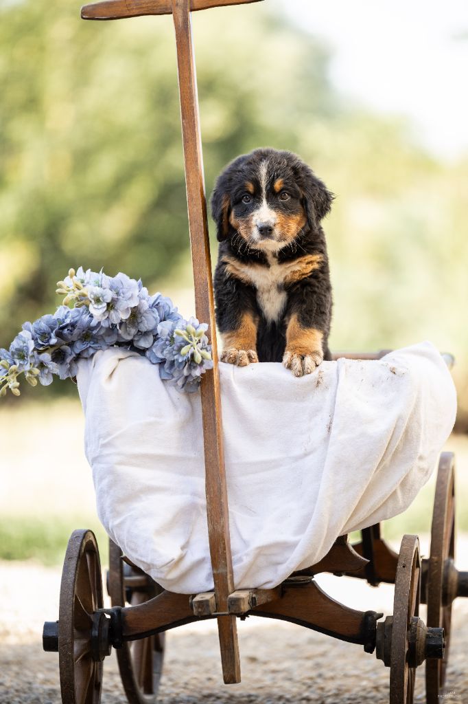 de la Lumière d'Eden - Chiots disponibles - Bouvier Bernois