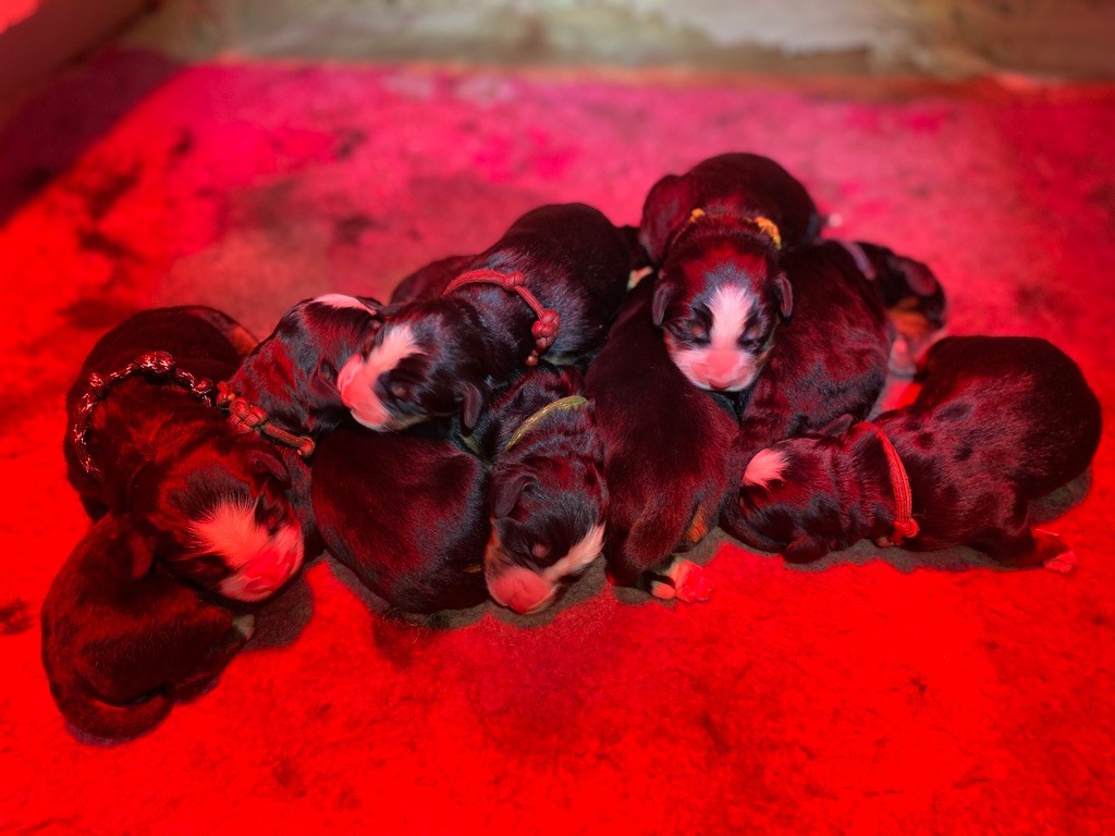 de la Lumière d'Eden - Bouvier Bernois - Portée née le 28/01/2024