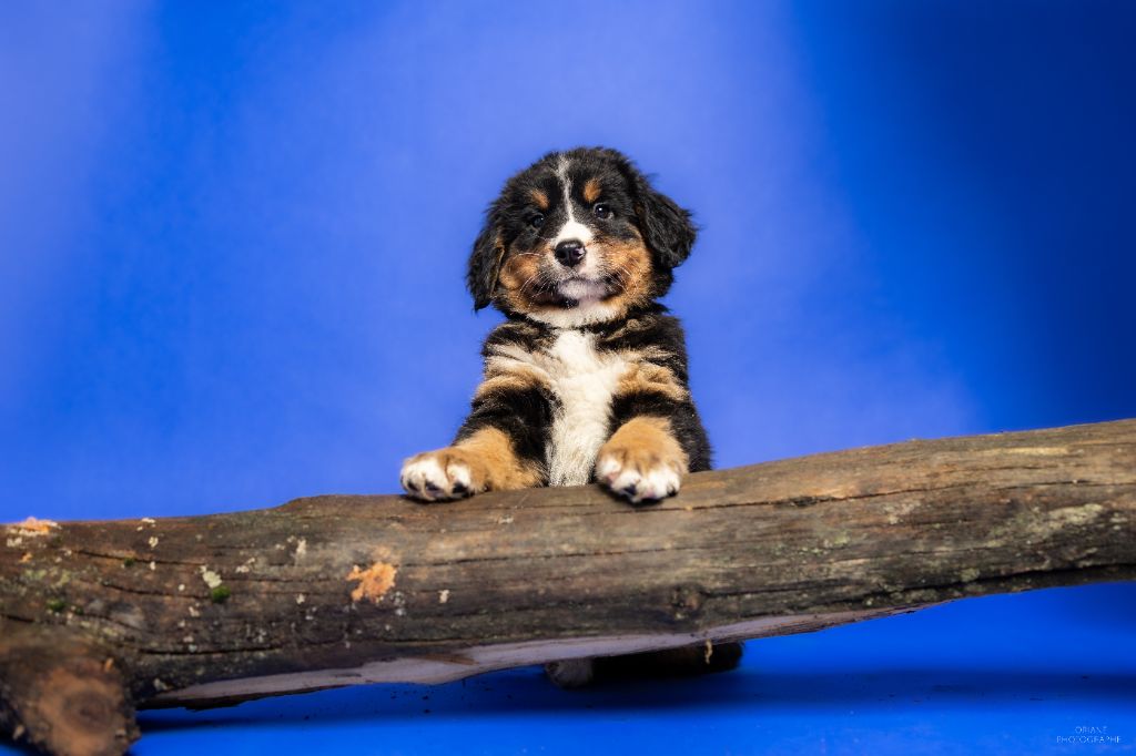 de la Lumière d'Eden - Chiots disponibles - Bouvier Bernois