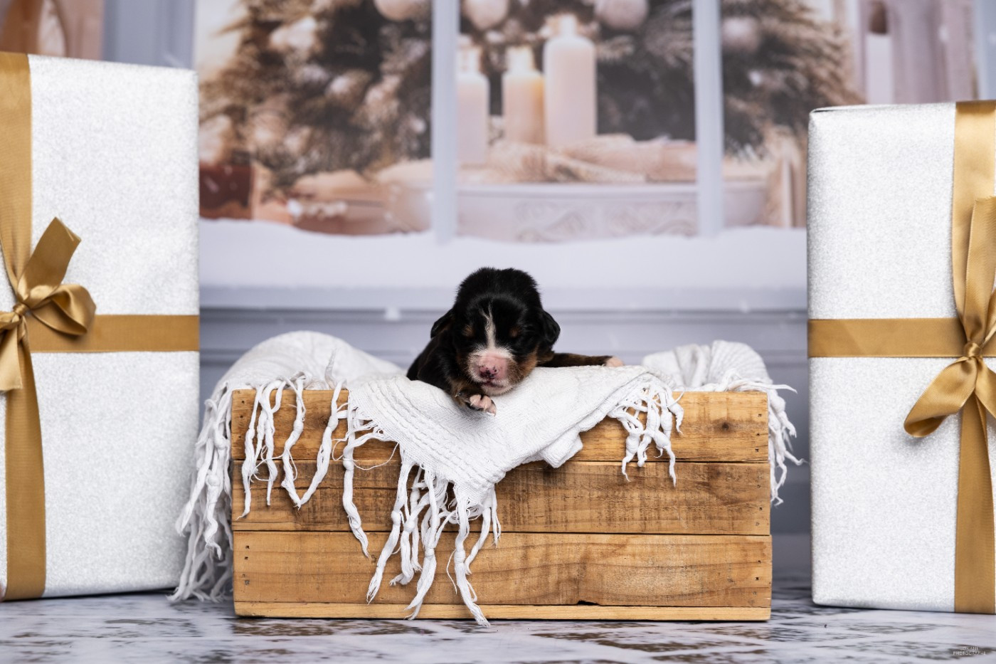 de la Lumière d'Eden - Chiots disponibles - Bouvier Bernois