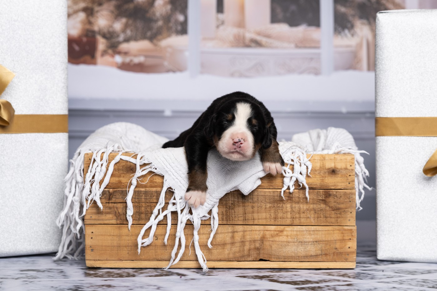 de la Lumière d'Eden - Chiots disponibles - Bouvier Bernois