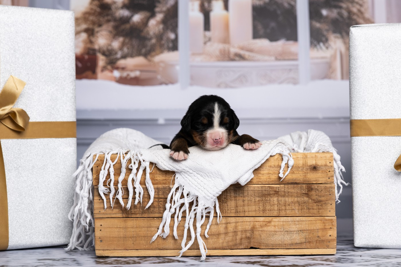 de la Lumière d'Eden - Chiots disponibles - Bouvier Bernois