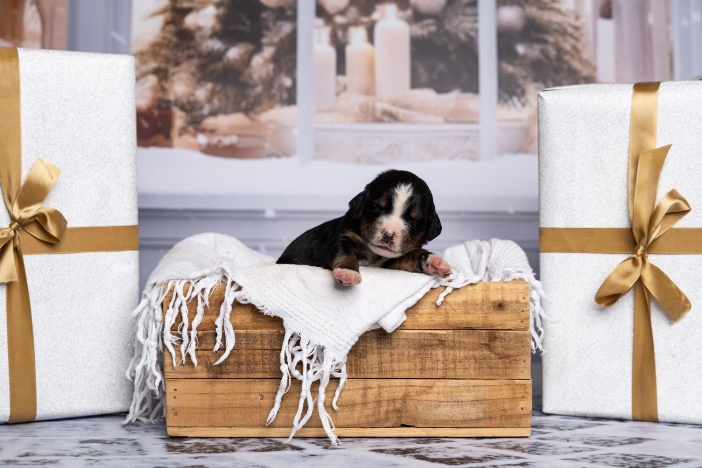 de la Lumière d'Eden - Chiots disponibles - Bouvier Bernois