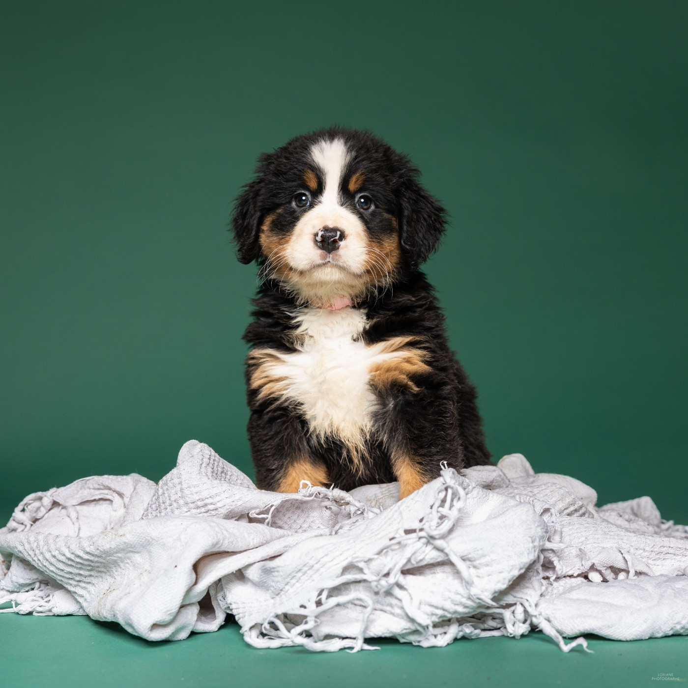 de la Lumière d'Eden - Chiots disponibles - Bouvier Bernois