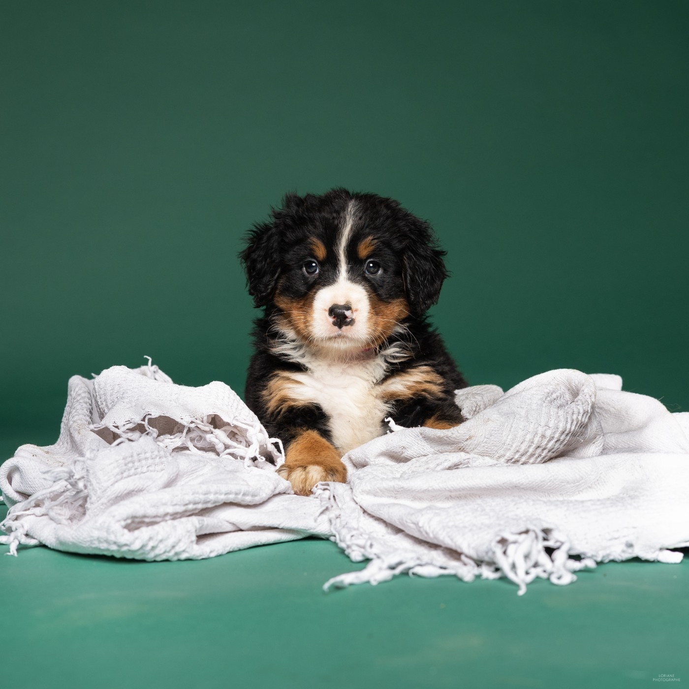 de la Lumière d'Eden - Chiots disponibles - Bouvier Bernois