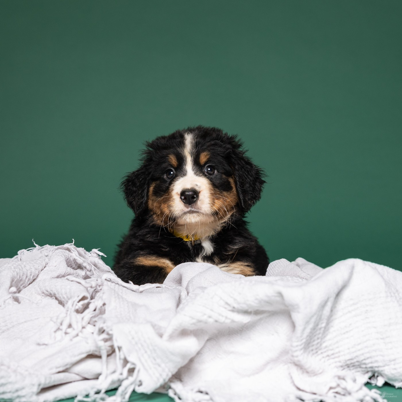 de la Lumière d'Eden - Chiots disponibles - Bouvier Bernois