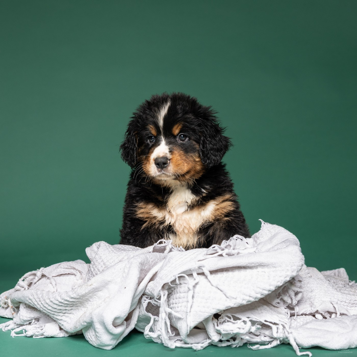 de la Lumière d'Eden - Chiots disponibles - Bouvier Bernois