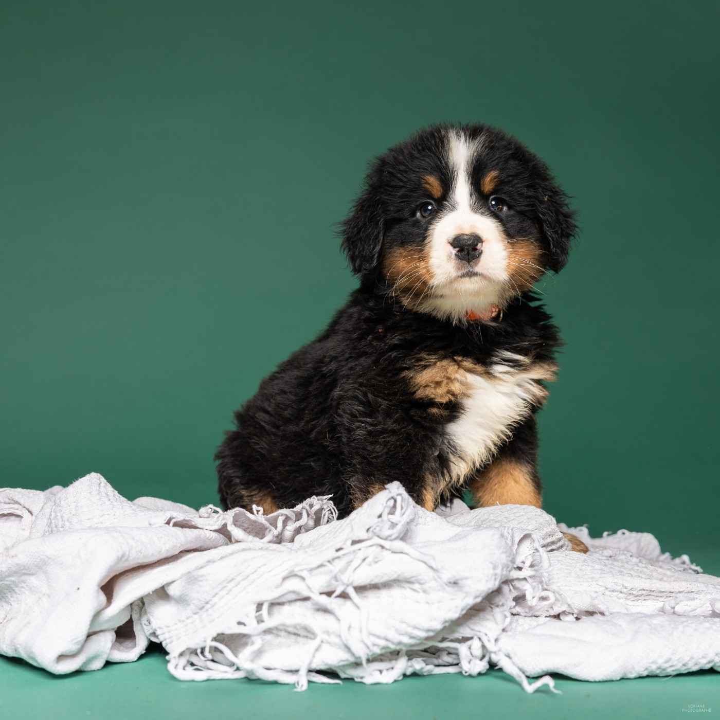 de la Lumière d'Eden - Chiots disponibles - Bouvier Bernois