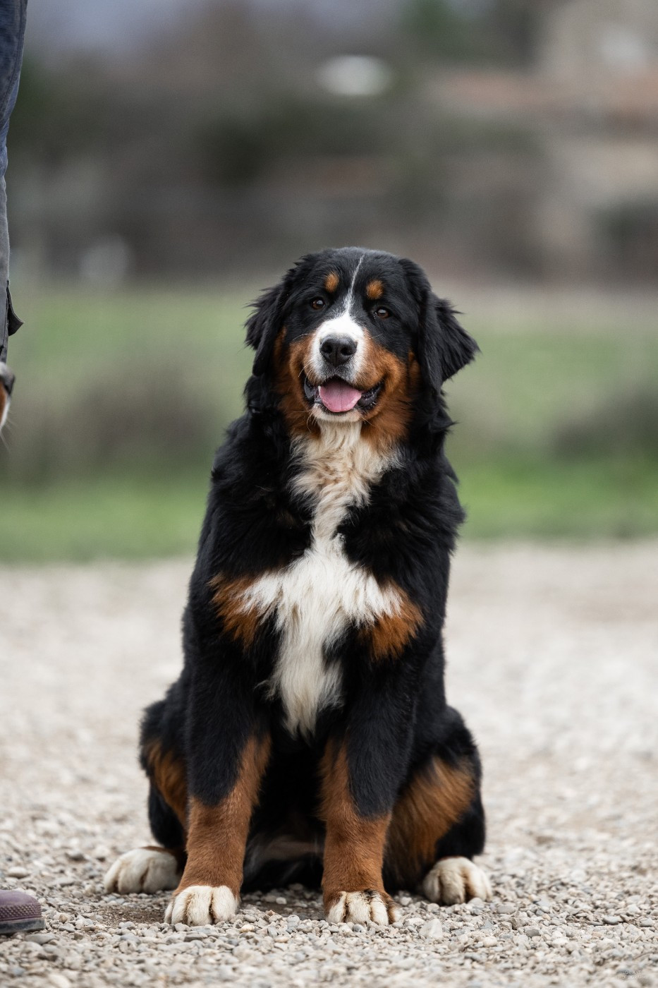 de la Lumière d'Eden - Chiots disponibles - Bouvier Bernois