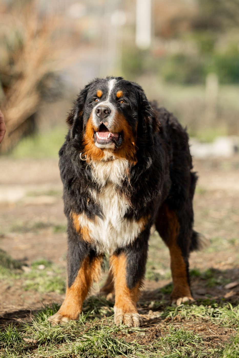 de la Lumière d'Eden - Chiots disponibles - Bouvier Bernois