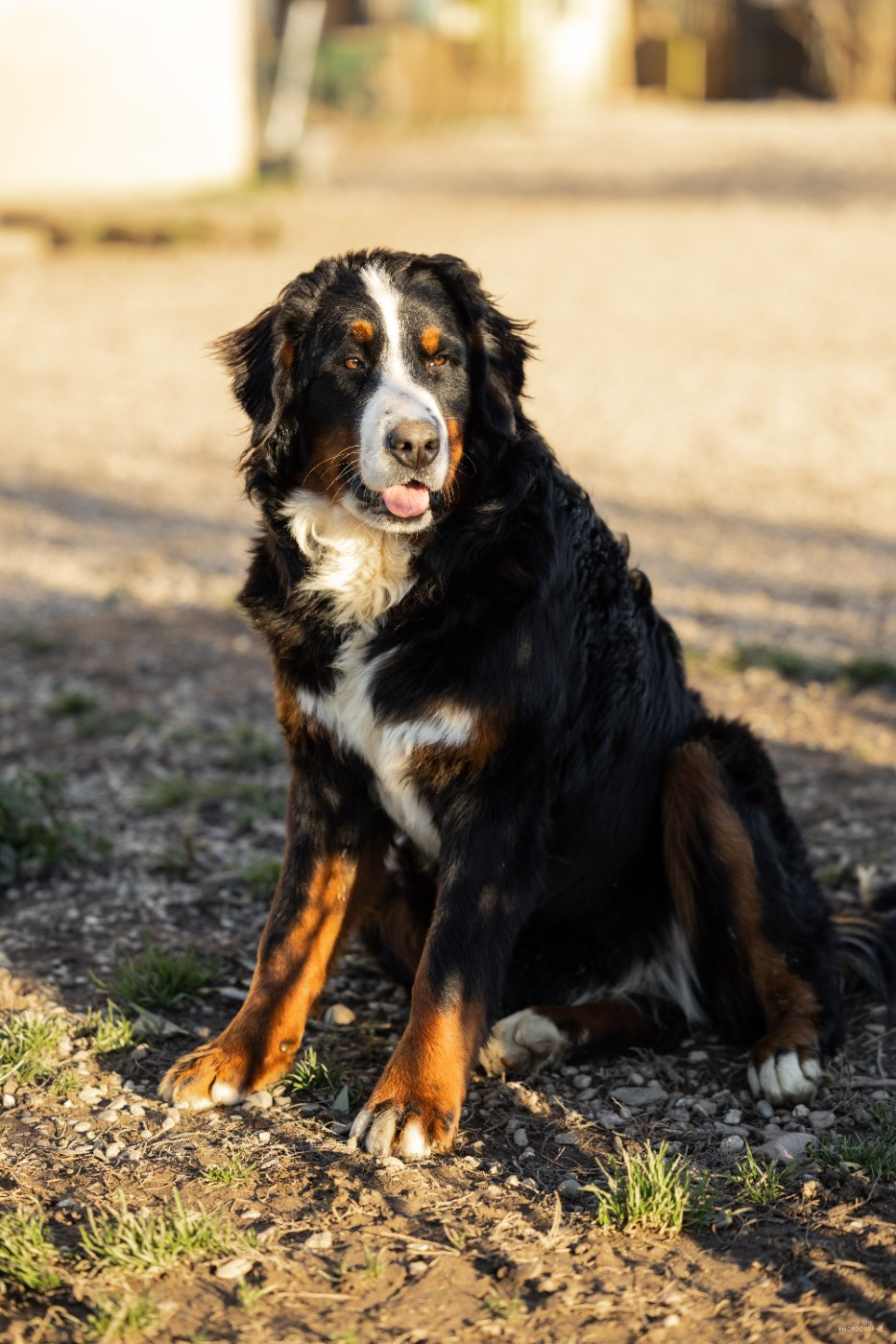 de la Lumière d'Eden - Chiots disponibles - Bouvier Bernois