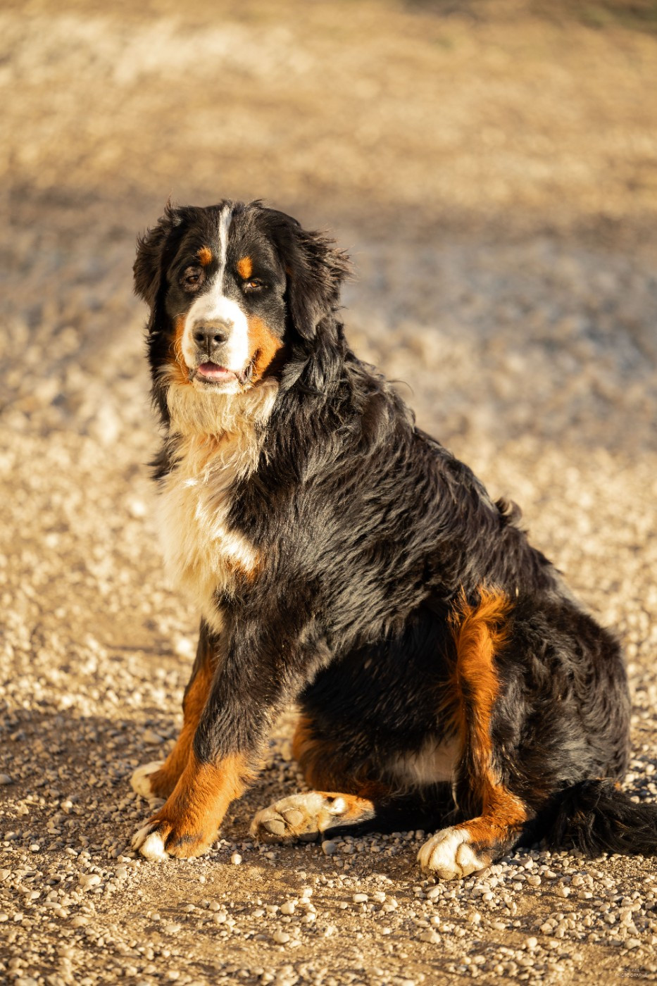 de la Lumière d'Eden - Chiots disponibles - Bouvier Bernois