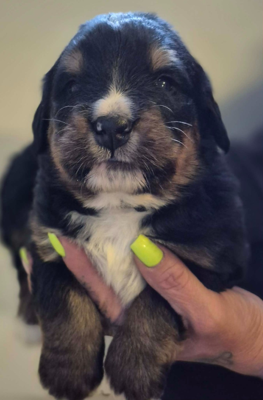de la Lumière d'Eden - Chiots disponibles - Bouvier Bernois