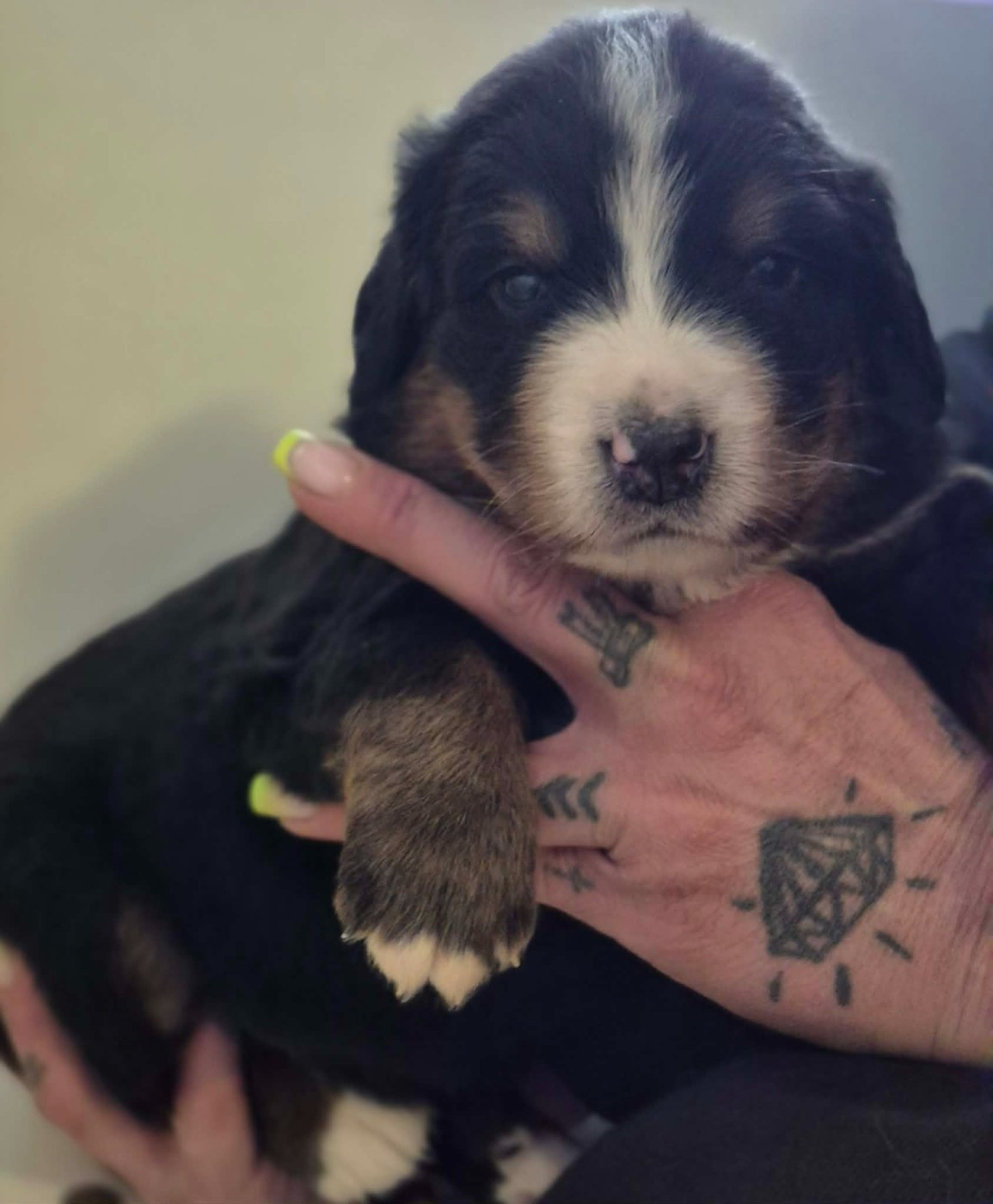 de la Lumière d'Eden - Chiots disponibles - Bouvier Bernois