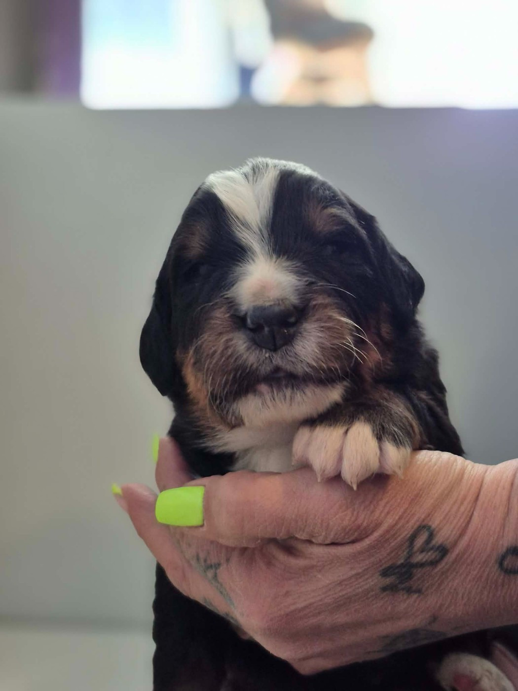 de la Lumière d'Eden - Chiots disponibles - Bouvier Bernois