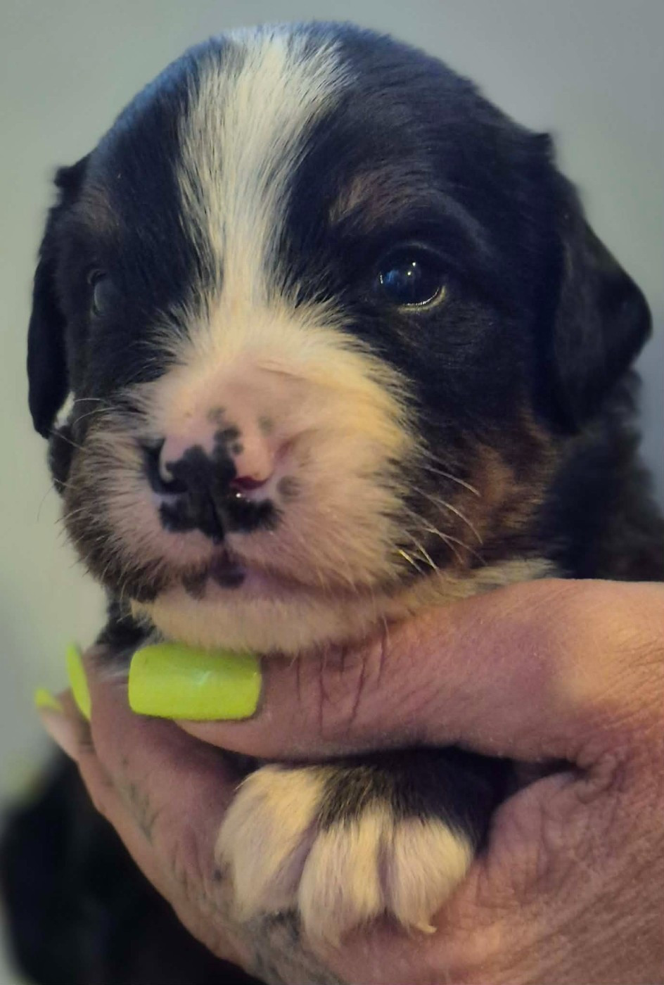 de la Lumière d'Eden - Chiots disponibles - Bouvier Bernois