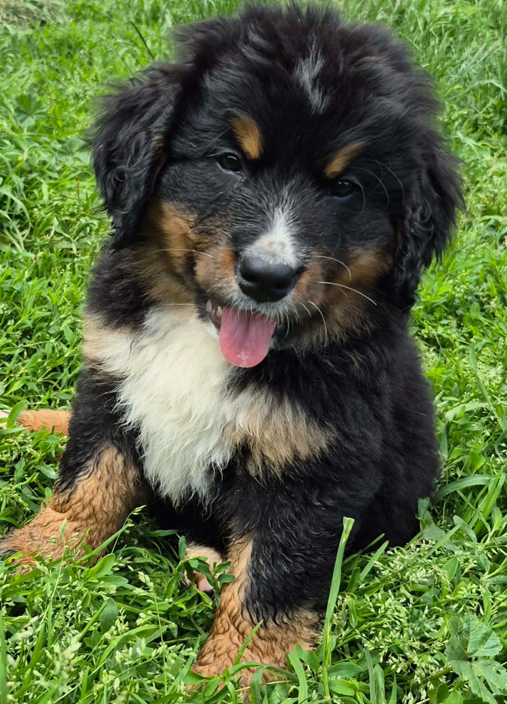 de la Lumière d'Eden - Chiots disponibles - Bouvier Bernois