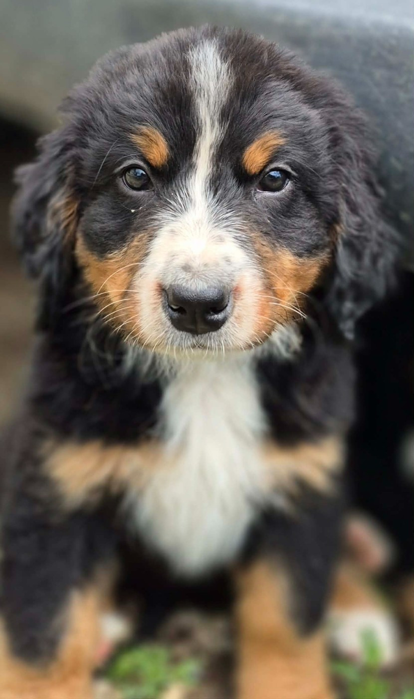 de la Lumière d'Eden - Chiots disponibles - Bouvier Bernois