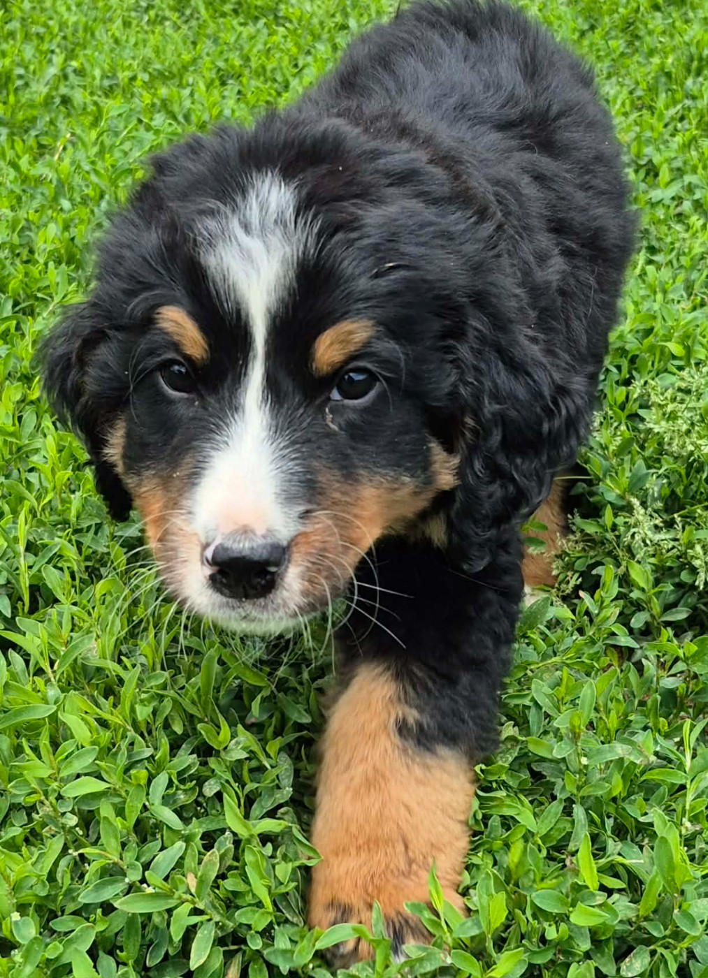 de la Lumière d'Eden - Chiots disponibles - Bouvier Bernois