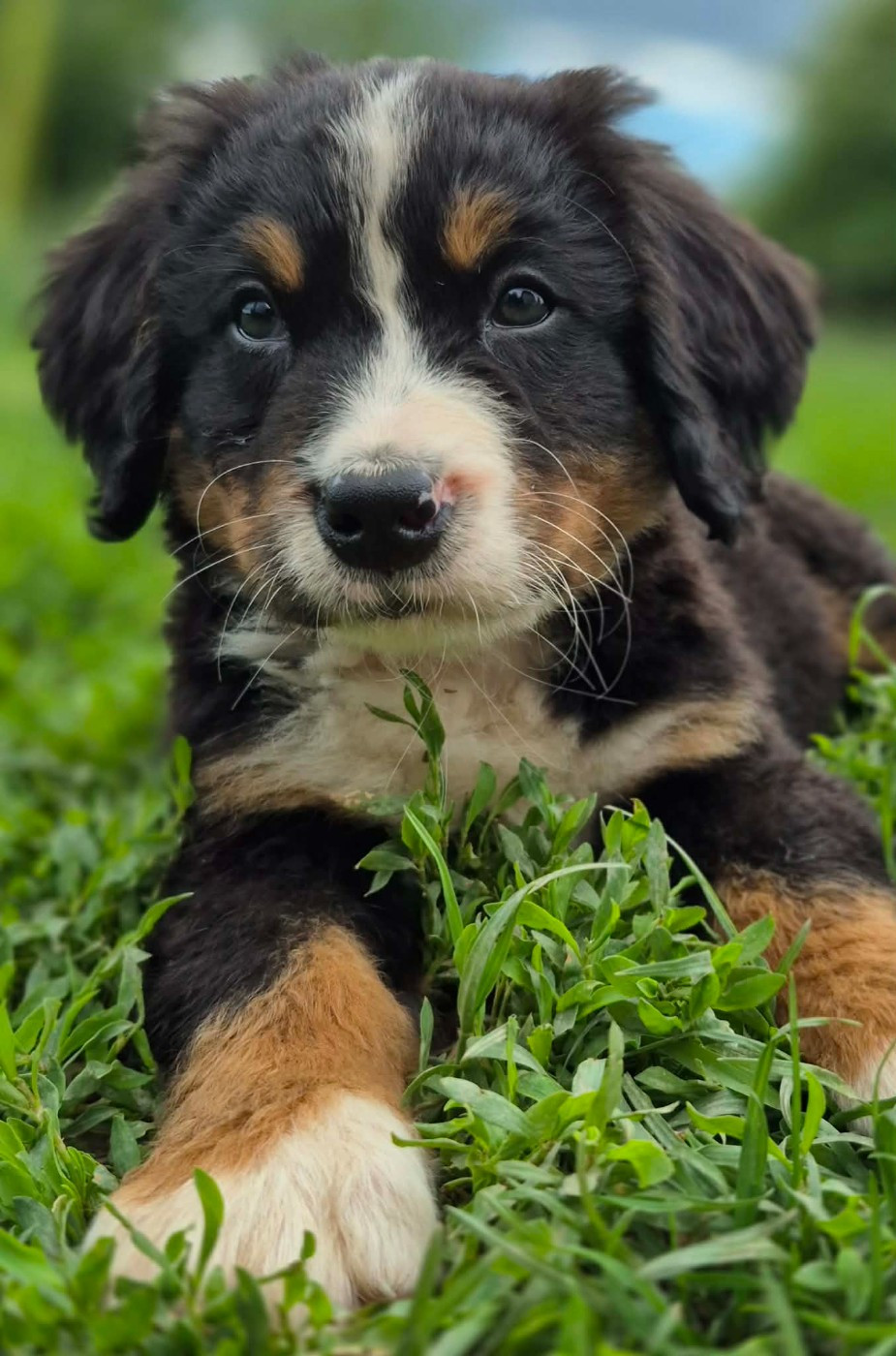 de la Lumière d'Eden - Chiots disponibles - Bouvier Bernois