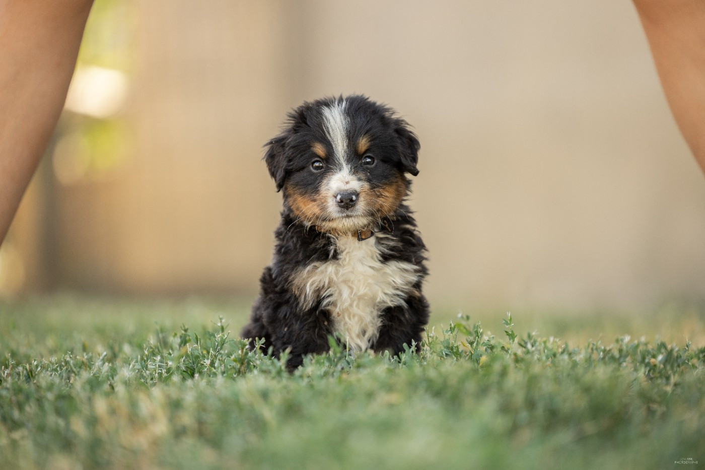 de la Lumière d'Eden - Chiots disponibles - Bouvier Bernois