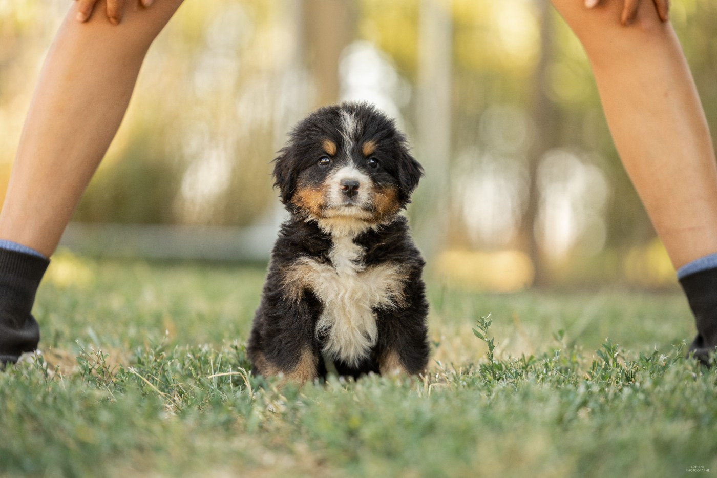 de la Lumière d'Eden - Chiots disponibles - Bouvier Bernois