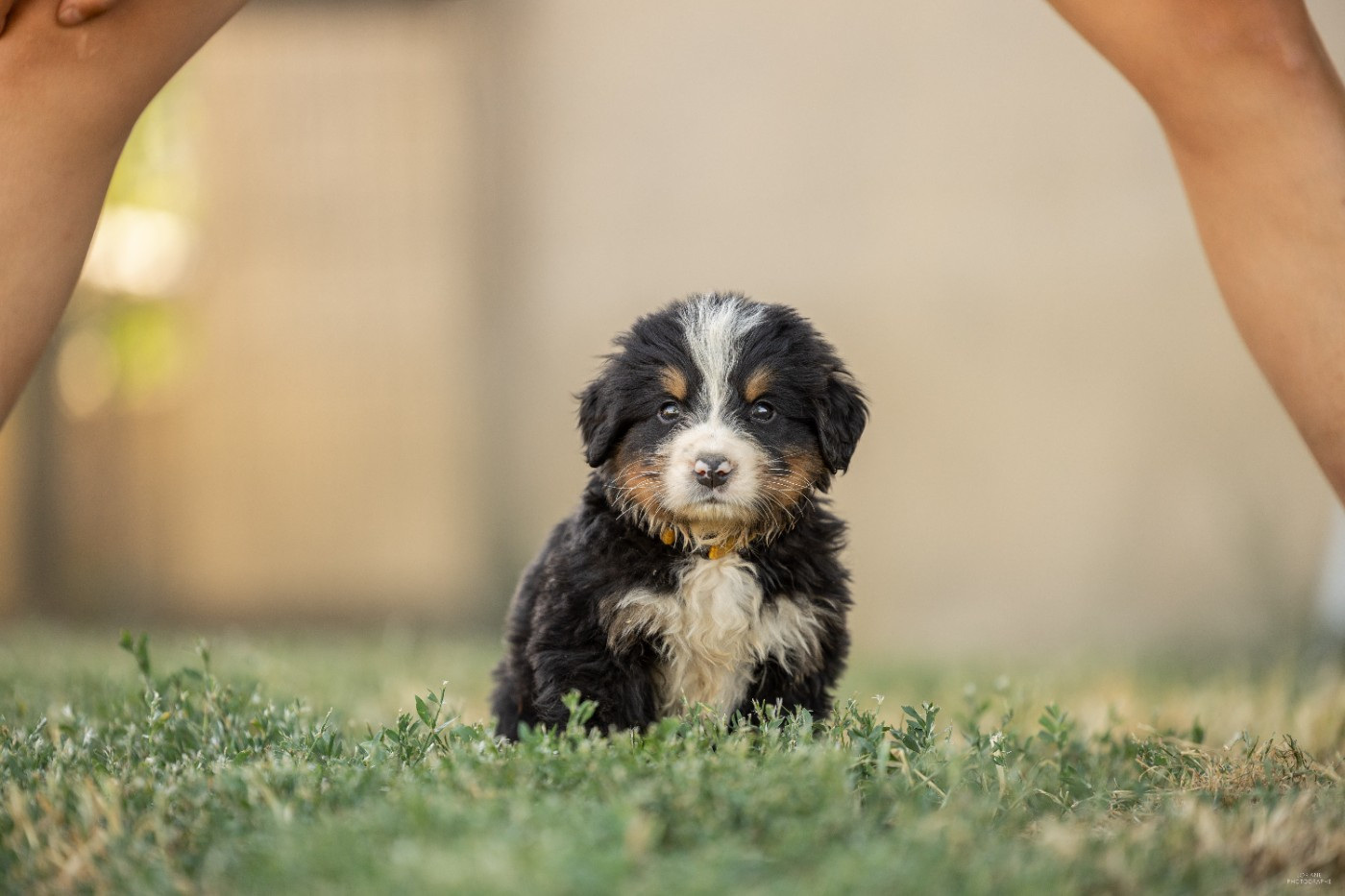 de la Lumière d'Eden - Chiots disponibles - Bouvier Bernois