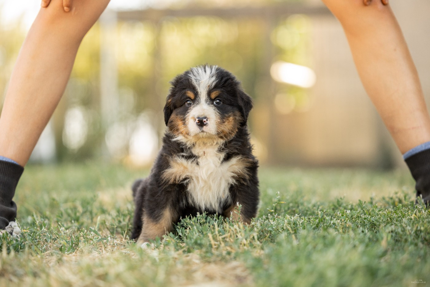 de la Lumière d'Eden - Chiots disponibles - Bouvier Bernois