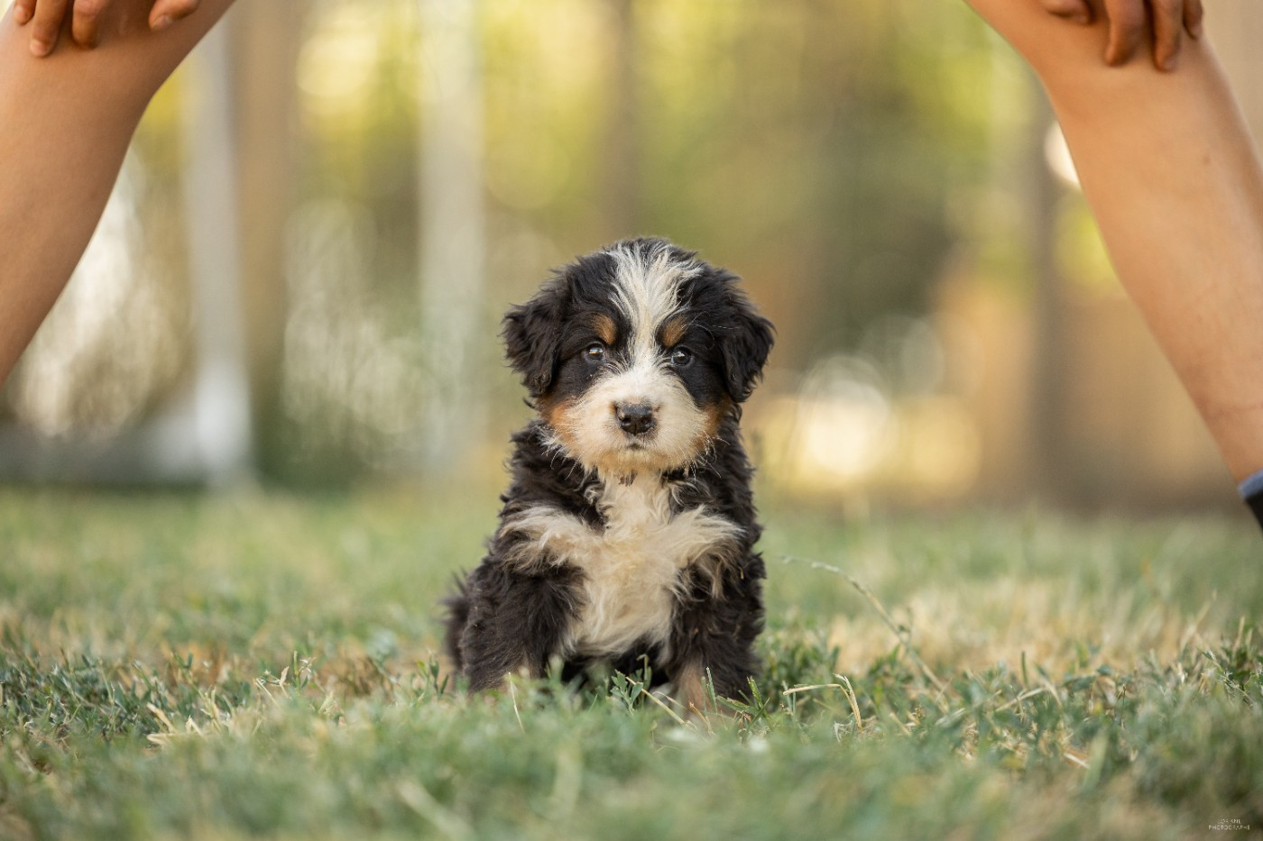 de la Lumière d'Eden - Chiots disponibles - Bouvier Bernois