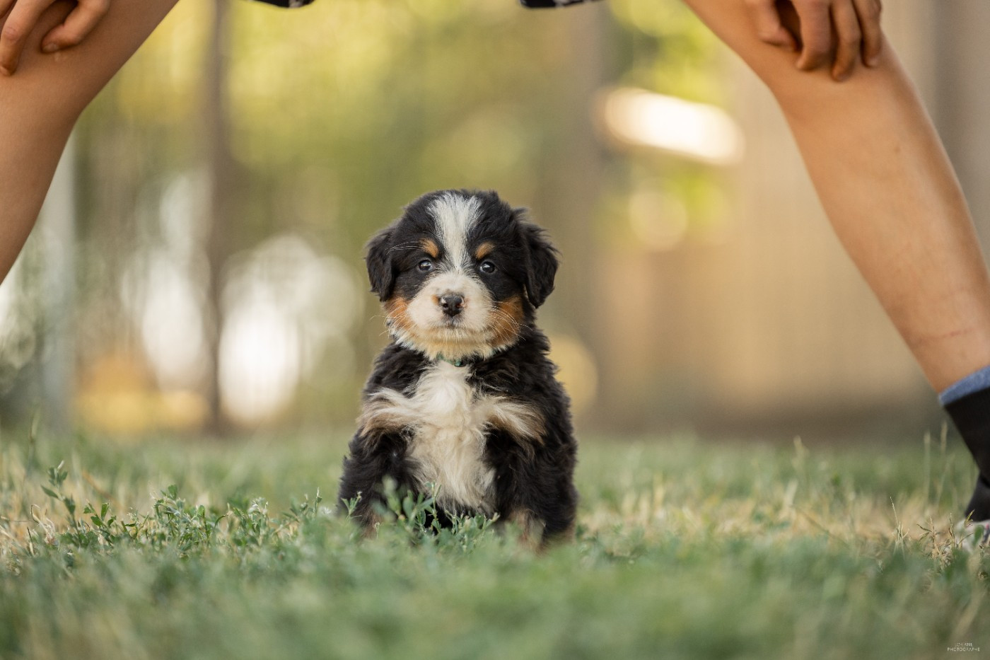 de la Lumière d'Eden - Chiots disponibles - Bouvier Bernois