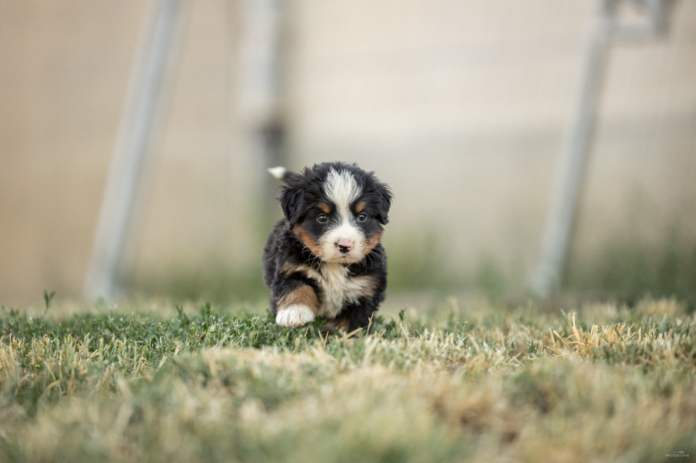 de la Lumière d'Eden - Chiots disponibles - Bouvier Bernois