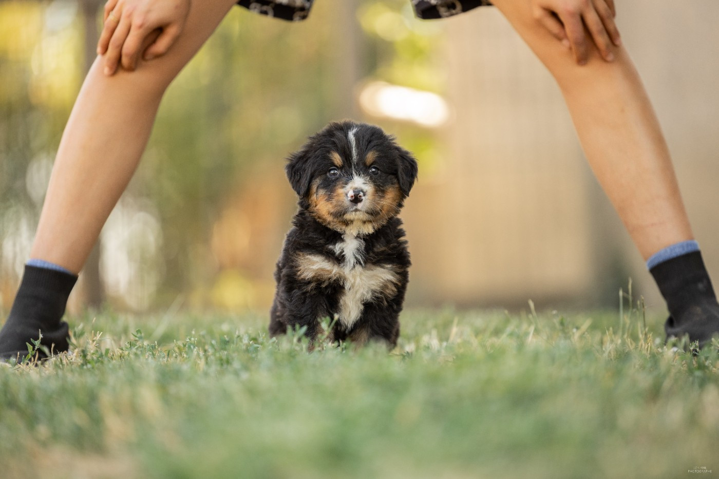 de la Lumière d'Eden - Chiots disponibles - Bouvier Bernois