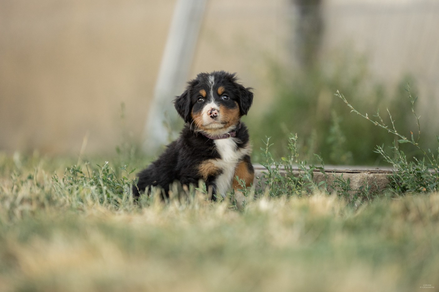 de la Lumière d'Eden - Chiots disponibles - Bouvier Bernois