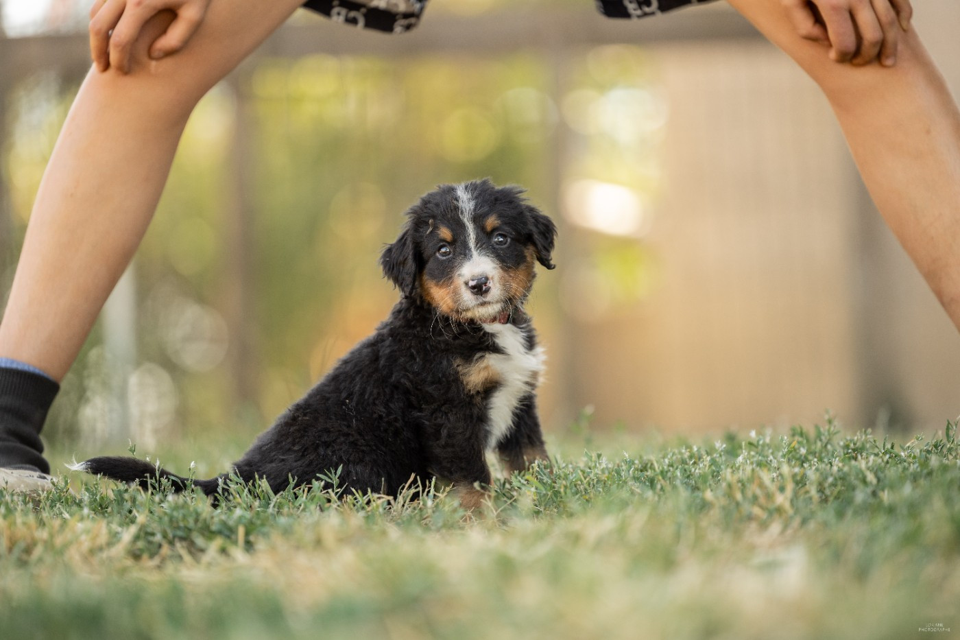 de la Lumière d'Eden - Chiots disponibles - Bouvier Bernois