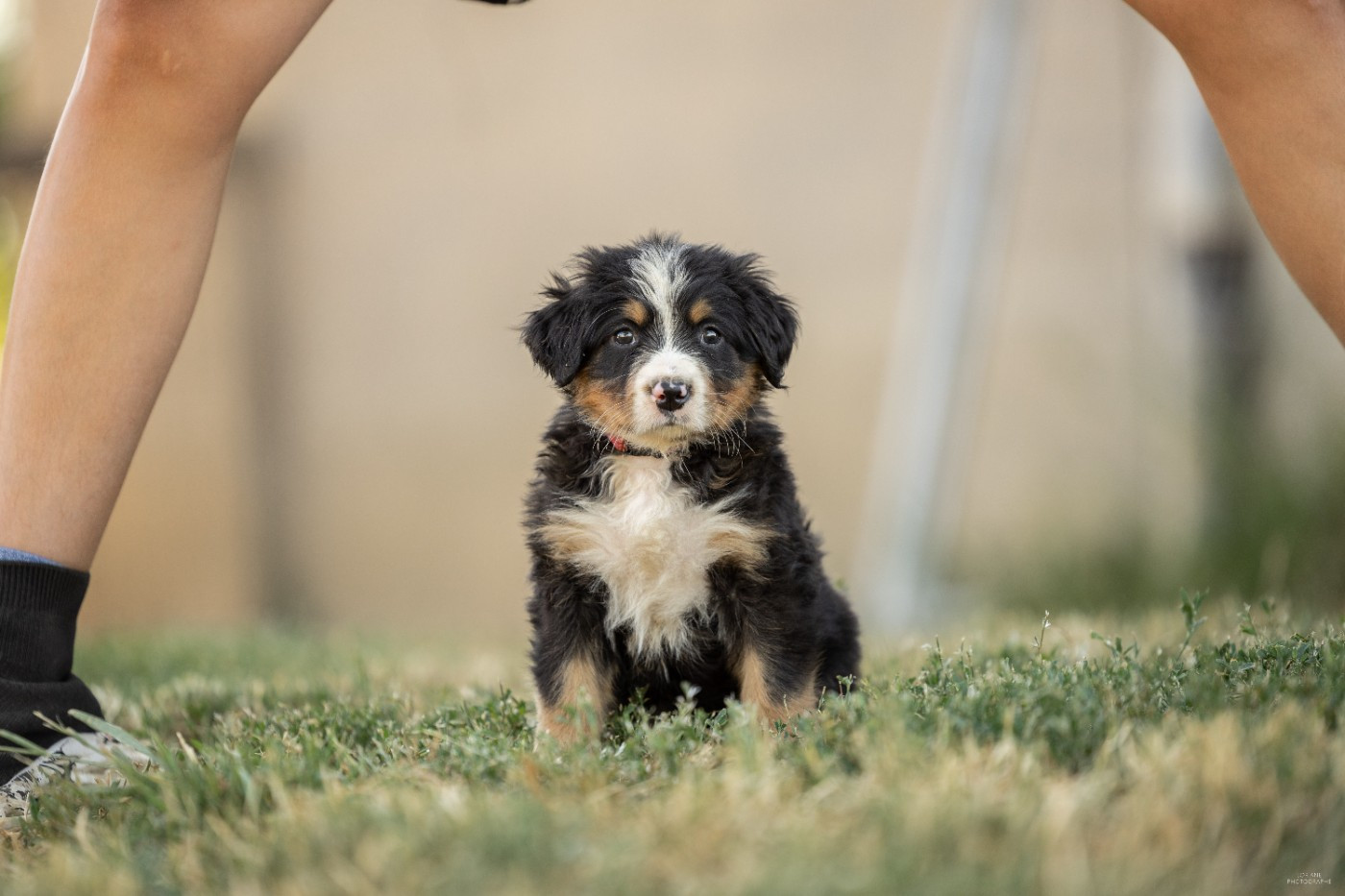 de la Lumière d'Eden - Chiots disponibles - Bouvier Bernois