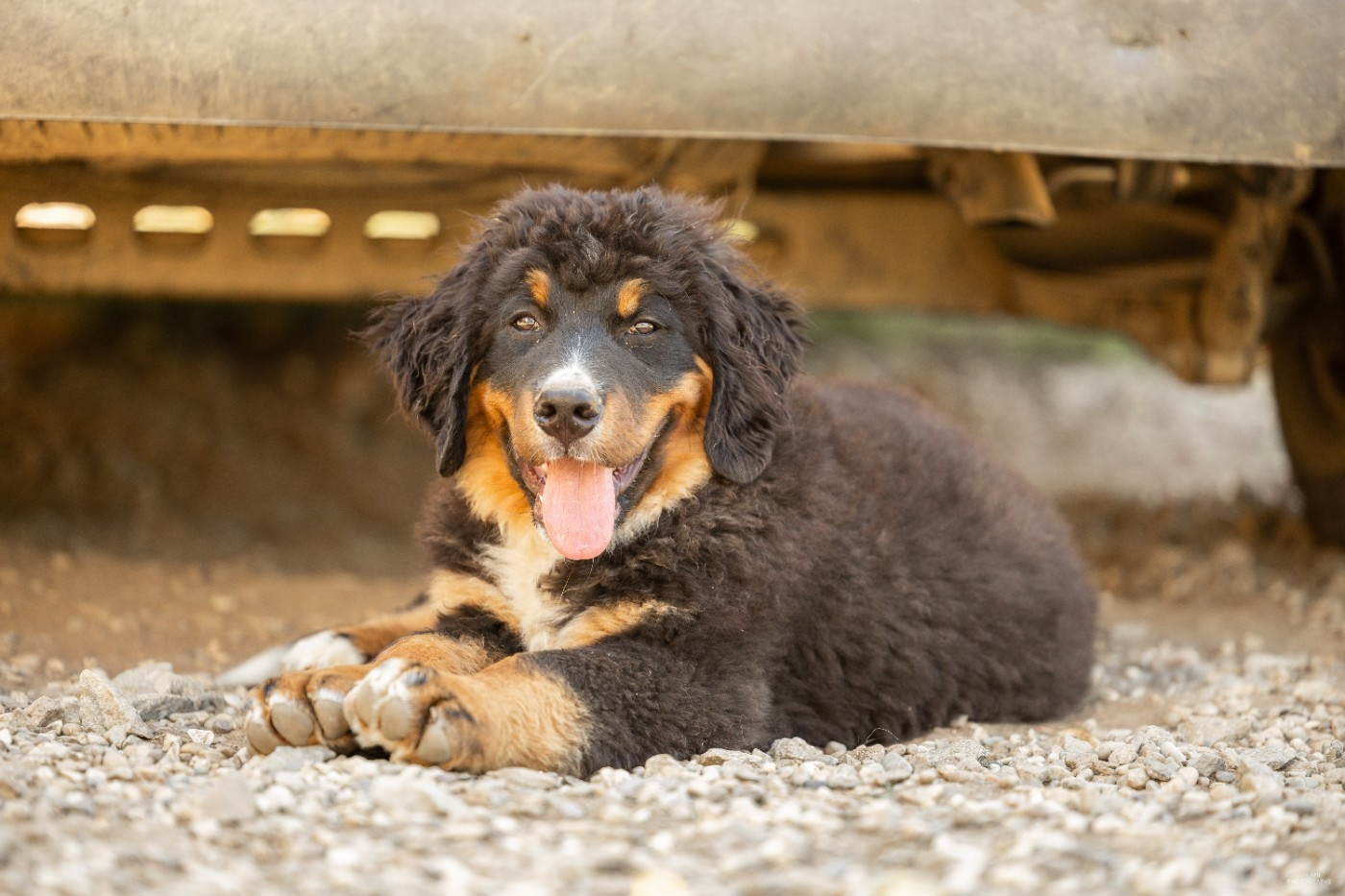 de la Lumière d'Eden - Chiots disponibles - Bouvier Bernois