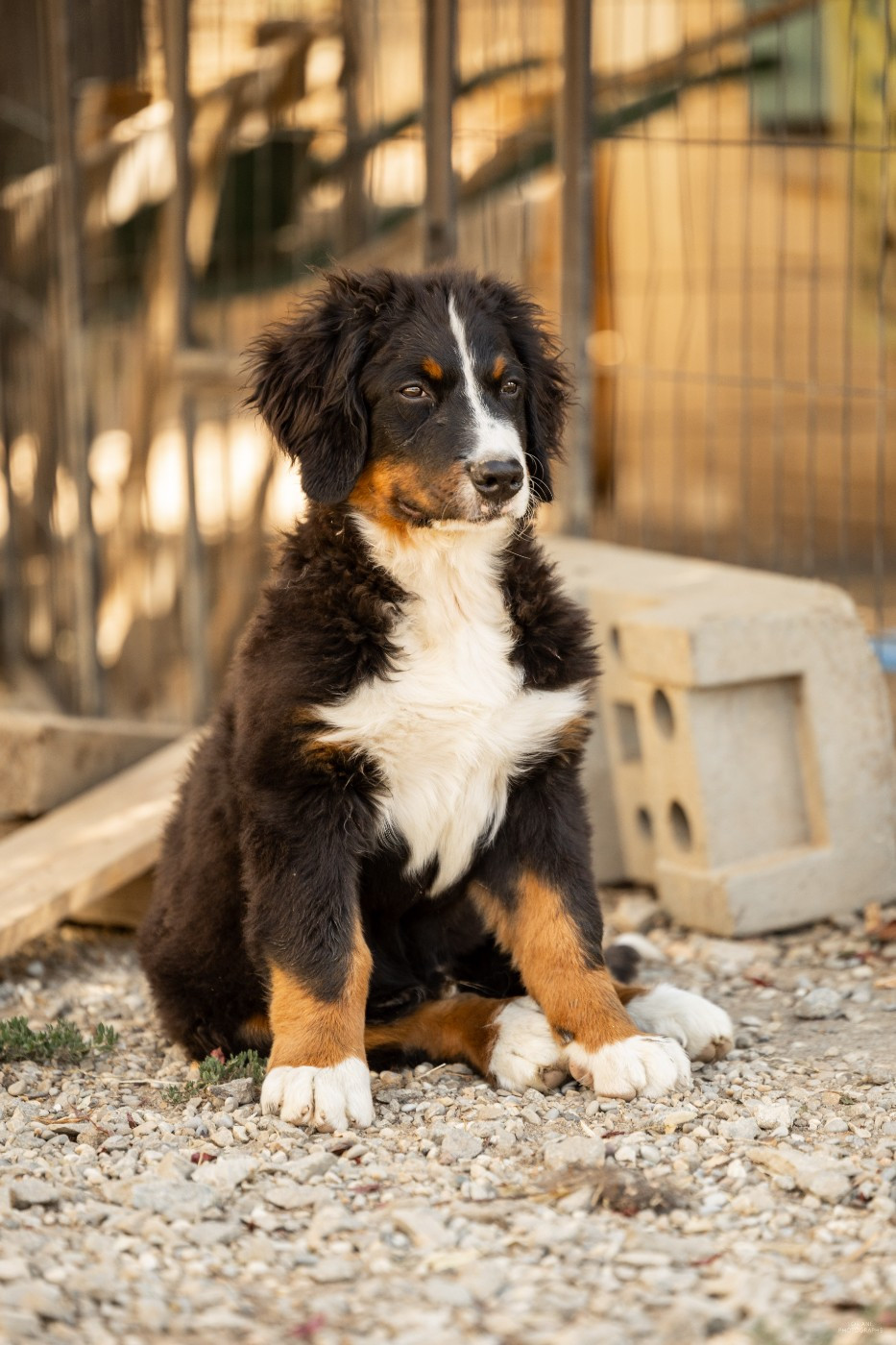 de la Lumière d'Eden - Chiots disponibles - Bouvier Bernois