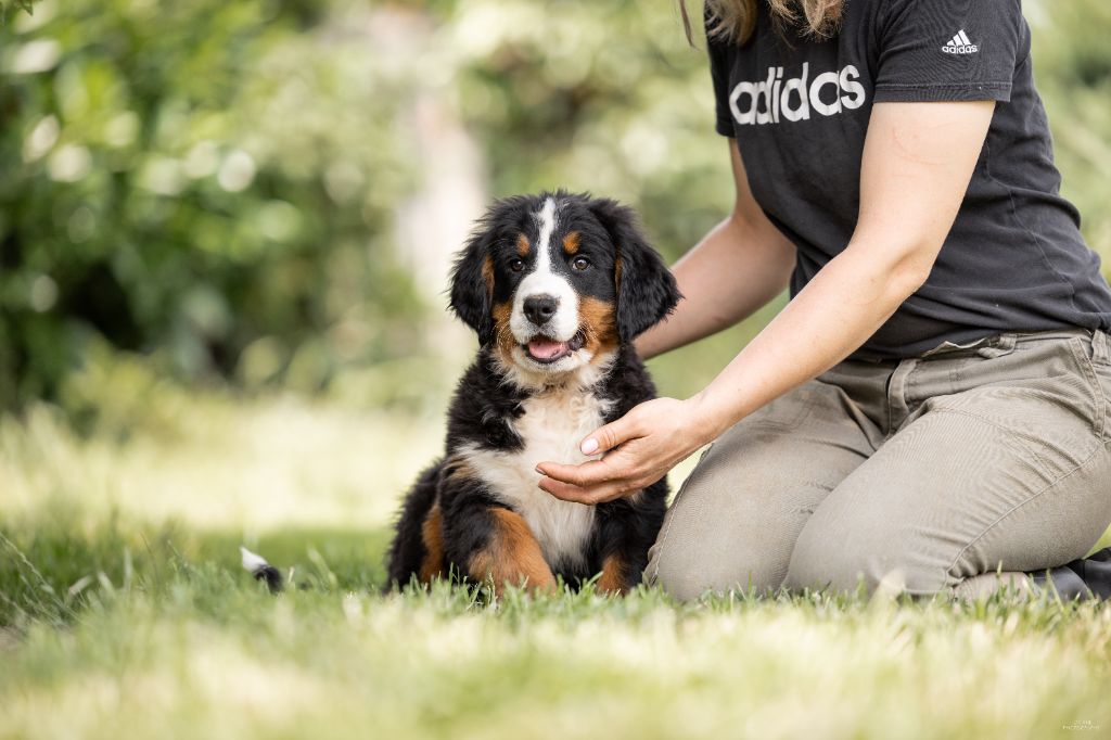 de la Lumière d'Eden - Chiots disponibles - Bouvier Bernois